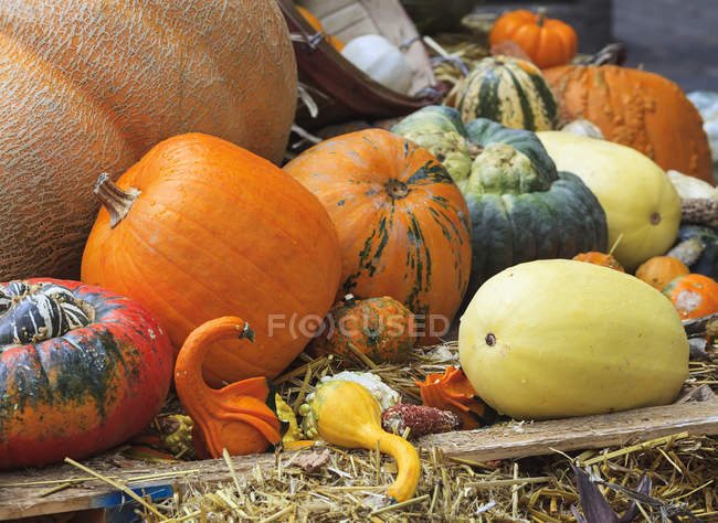 Thanksgiving display of autumnal harvest with pumpkins and gourds — Stock Photo