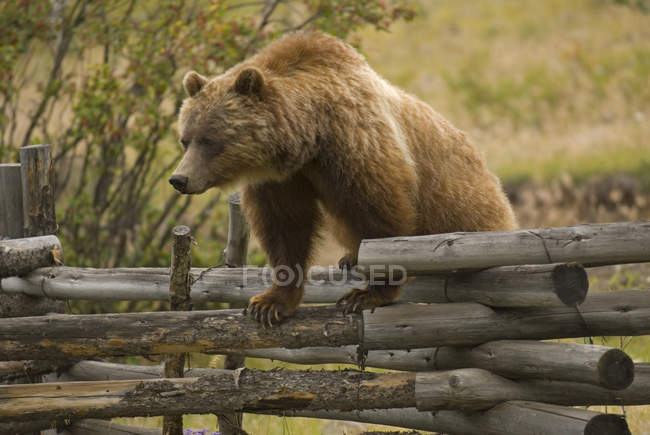 Медведь гризли лазает по деревянному забору в сельской местности Британской Колумбии, Канада — стоковое фото