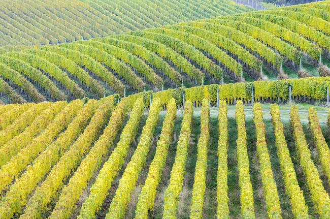 Patrón natural de plantas de uva en viñedo del Valle de Okanagan, Columbia Británica, Canadá . - foto de stock