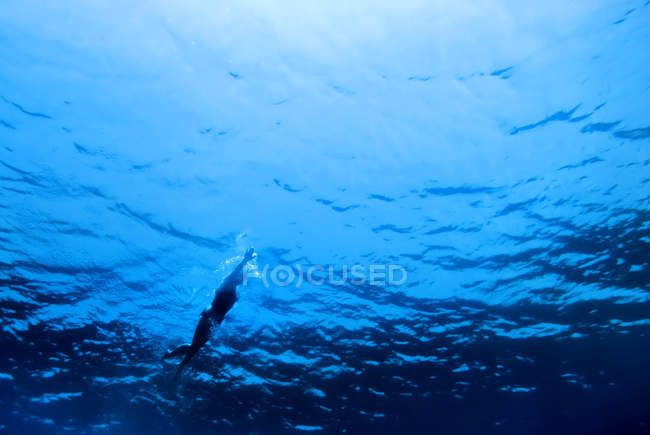 Tiro subaquático de nadador no fundo de água azul — Fotografia de Stock