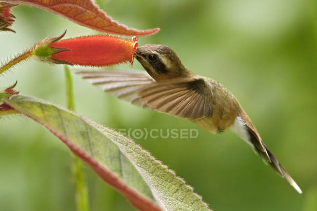 Little hermit hummingbird flying while feeding at flower. — Stock Photo