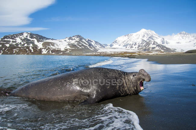 Южный тюлень-слон выходит на берег, остров Южная Джорджия, Антарктида — стоковое фото
