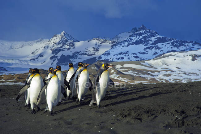 Pingüinos rey caminando en la costa de la isla de Georgia del Sur, Antártida - foto de stock