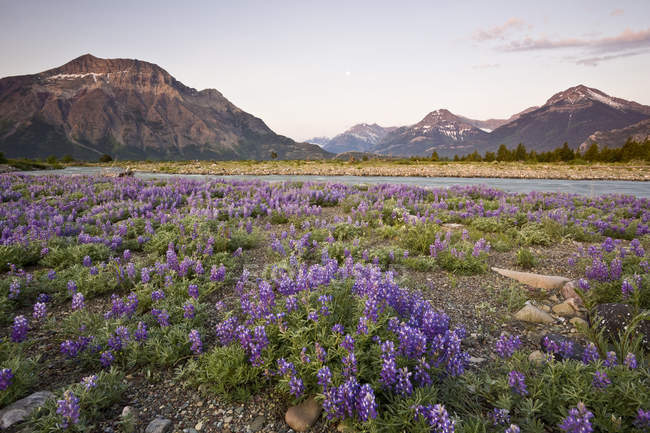 Wild lupines growing next to river in Waterton Lakes National Park, Alberta, Canada. — Stock Photo