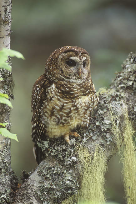 Northern spotted owl sitting on tree branch outdoors. — Stock Photo