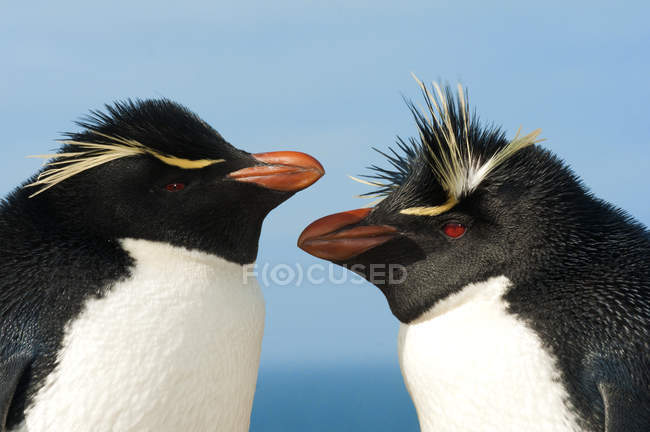 Acercamiento de la pareja reproductora de pingüinos rockhopper en las Islas Malvinas, Océano Atlántico Sur - foto de stock
