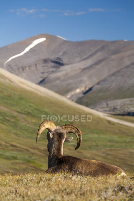 Mouflon d'Amérique se reposant dans le col Wilcox, parc national Jasper, Alberta Canada . — Photo de stock