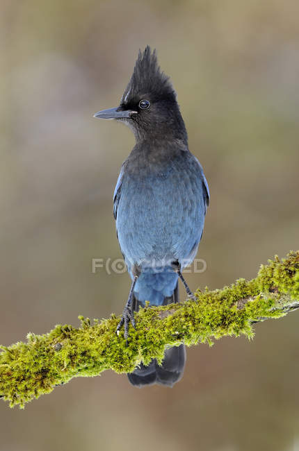 Close-up of blue Steller jay bird perching on moss covered branch. — Stock Photo