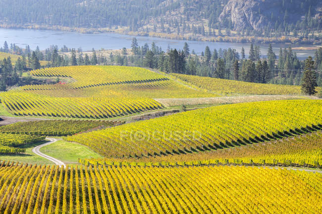 Campos de viñedo y río Okanagan en el valle de Okanagan, Columbia Británica, Canadá
. — Stock Photo