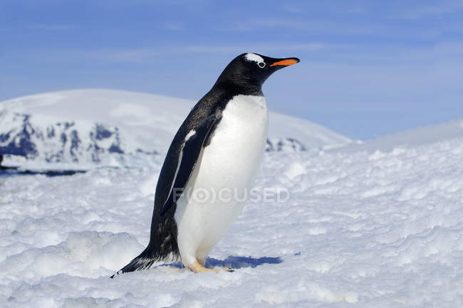 Gentoo пінгвін стоячи в сніг галузі Антарктичного півострова, Антарктида — стокове фото