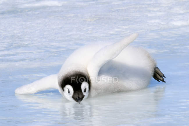 Emperor penguin chick cooling on ice, Snow Hill Island, Antarctic Peninsula — Stock Photo