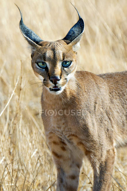 Alerta caça personagem em prado de grama alta no Parque Nacional de Samburu, Quênia, África Oriental — Fotografia de Stock