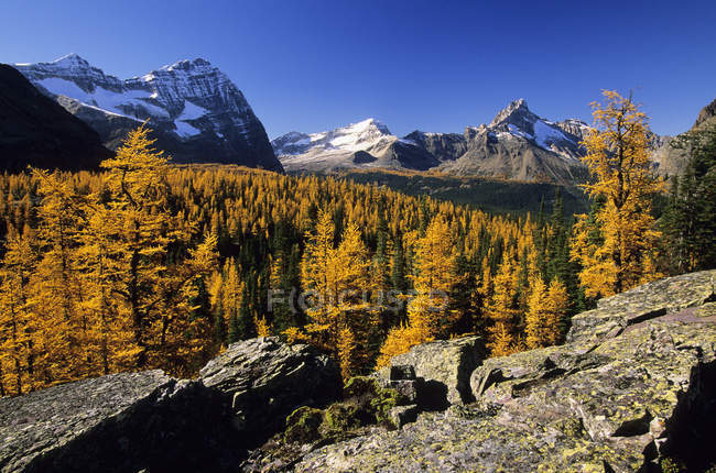 Autumnal larch trees at lake Ohara in Yoho National Park, British Columbia, Canada. — Stock Photo