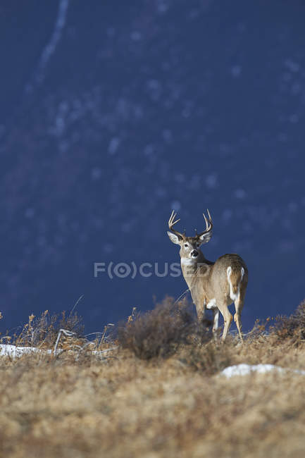 Білий хвіст оленя buck при яскравому сонячному світлі — стокове фото