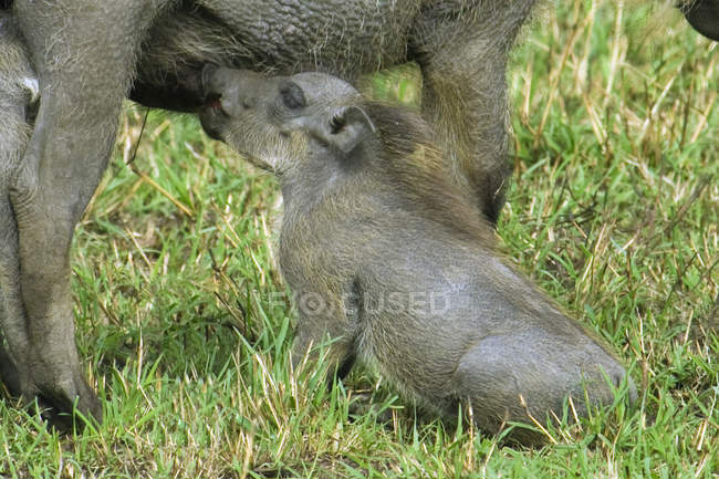 Warthog allaitement porcelet sur herbe verte en Afrique — Photo de stock