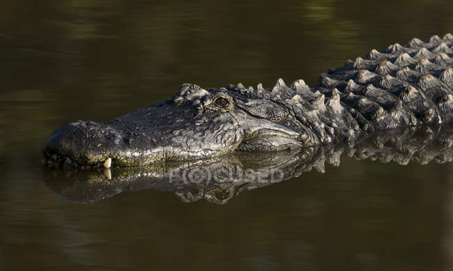 Amerikanischer Alligator schwimmt in Florida im Wasser — Stockfoto