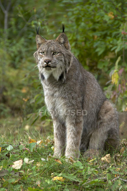 Canada lynx sitting in green forest in Minnesota, USA — Stock Photo