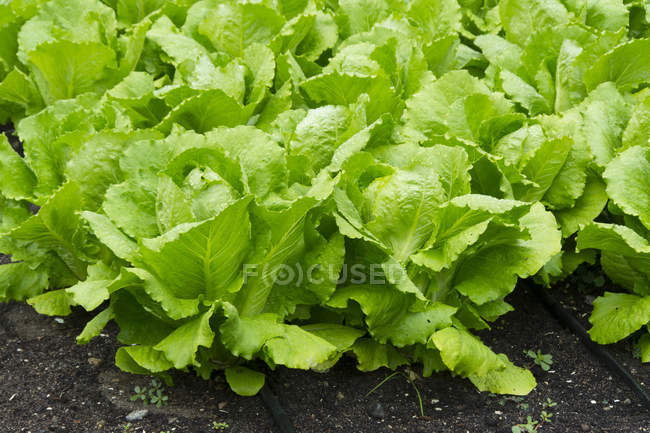 Роменский салат растет в огороде, крупным планом — стоковое фото