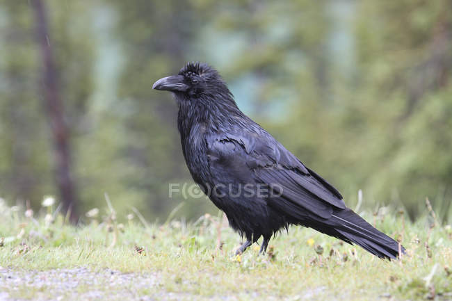 Common raven perched on green grass in forest. — Stock Photo