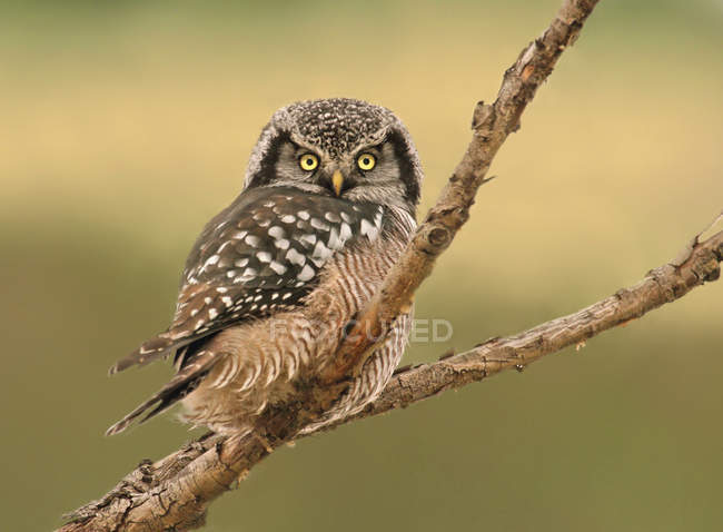 Falco gufo del nord appollaiato su ramo nella foresta . — Foto stock
