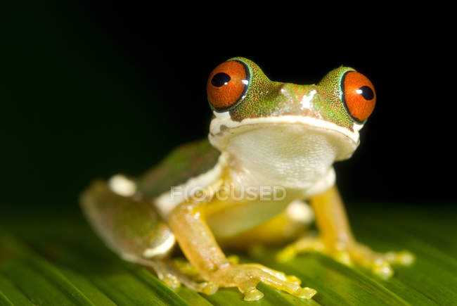 Sapo-de-olhos-vermelhos empoleirado na folha em Costa Rica — Fotografia de Stock