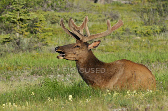 Wild elk resting and calling on grass of at Jasper National Park, Alberta, Canada — Stock Photo