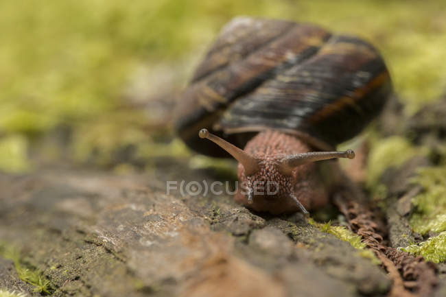Escargot rampant le long du tronc, gros plan — Photo de stock