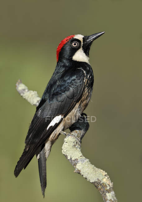 Male acorn woodpecker sitting on perch at woodland — Stock Photo
