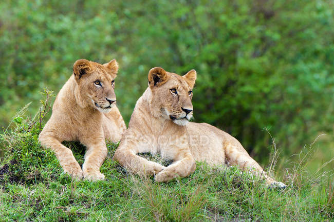 Leoas africanas descansando no monte de cupins na Reserva Masai Mara, Quênia, África Oriental — Fotografia de Stock