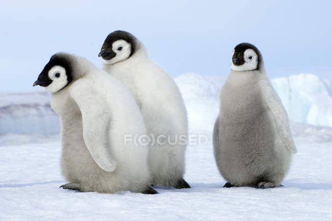 Flauschige Kaiserpinguin-Küken auf Schnee, Schneehügel-Insel, Hochzeitsmeer, Antarktis — Stockfoto