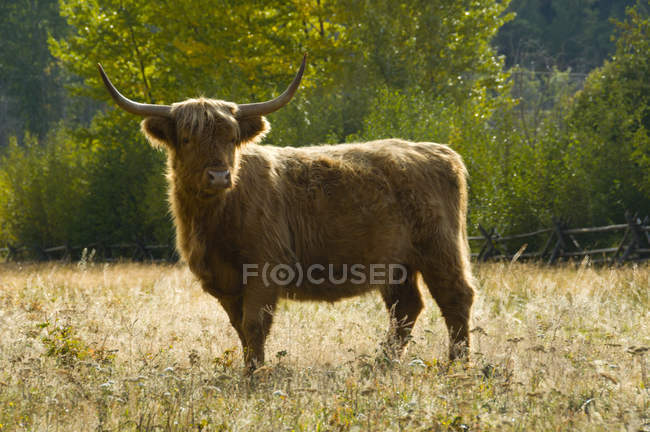 Highland cow on alert in Tatlayoko Valley, British Columbia, Canada. — Stock Photo
