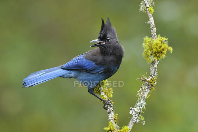 Ghiandaia Steller dalle piume blu appollaiata su un ramo muschiato, primo piano . — Foto stock