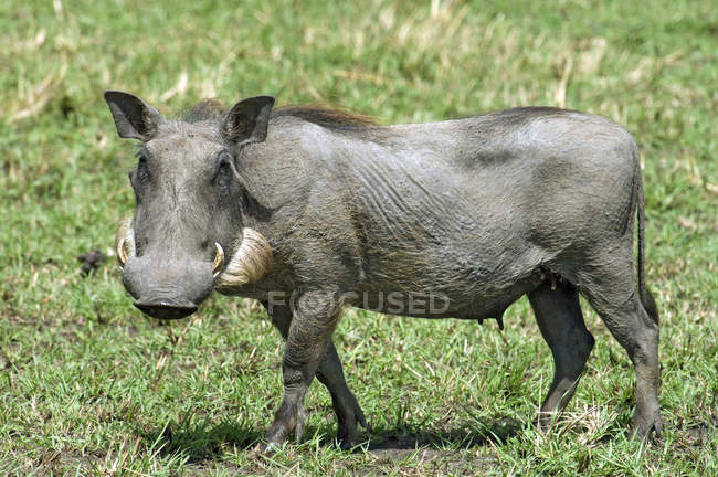 Warzenschweinweibchen auf einer grünen Graswiese in Kenia, Afrika — Stockfoto