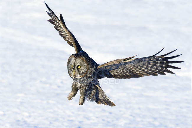 Jagd auf Uhu-Landung auf Schneefeld. — Stockfoto