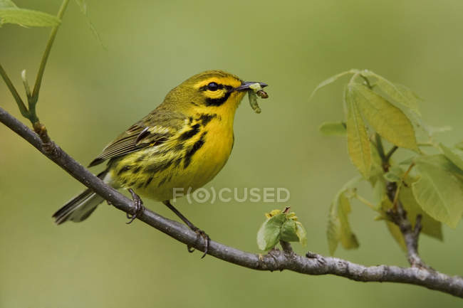 Prairie warbler perched on branch with caterpillar in beak. — Stock Photo