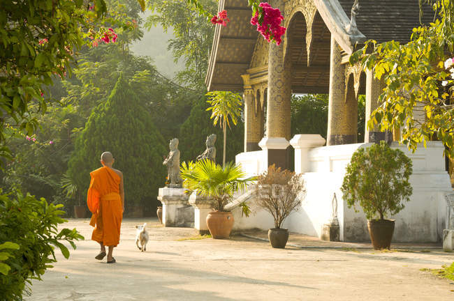 Buddhist monk walking dog past temple in Luang Probang, Laos — Stock Photo