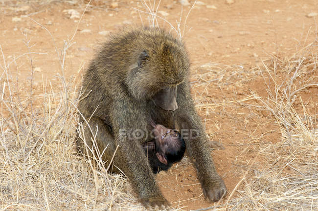 Babuíno de azeitona forrageando com bicho recém-nascido pendurado no Quênia, África Oriental — Fotografia de Stock