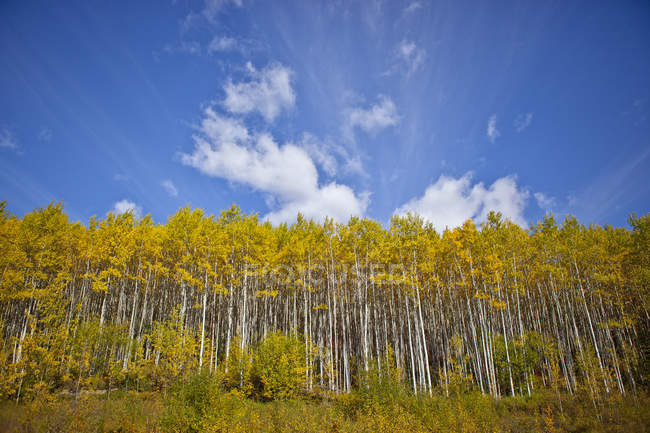 Árvores em folhagem outonal ao longo da estrada do Alasca perto de Teslin, Yukon, Canadá . — Fotografia de Stock