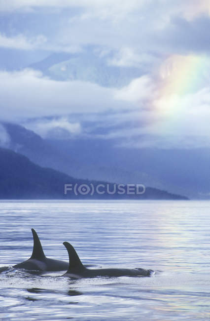 Ballenas asesinas y arco iris en el agua de Columbia Británica, Canadá . - foto de stock