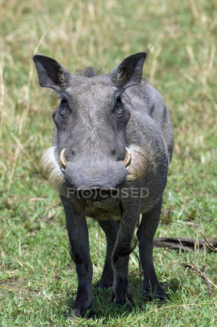 Porco selvagem warthog em pé na grama na África — Fotografia de Stock