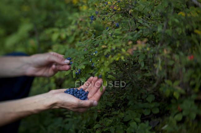 Hands of man picking berries in Wabakimi Provincial Park, Ontario, Canada — Stock Photo