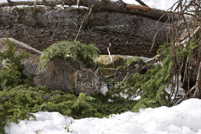 Lynx esperando en ramas de abeto nevado cerca del lago Watson, Yukón . - foto de stock