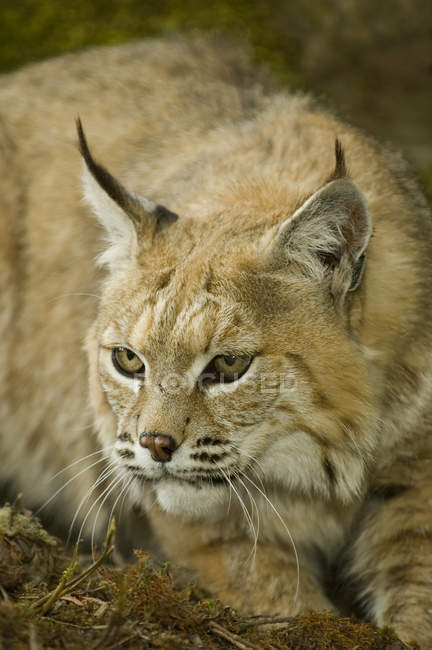 Portrait of wild bobcat on ground in woodland outdoors — Stock Photo