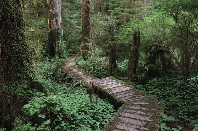 Cedar boardwalk through Carmanah Valley, Vancouver Island, British Columbia, Canada. — Stock Photo