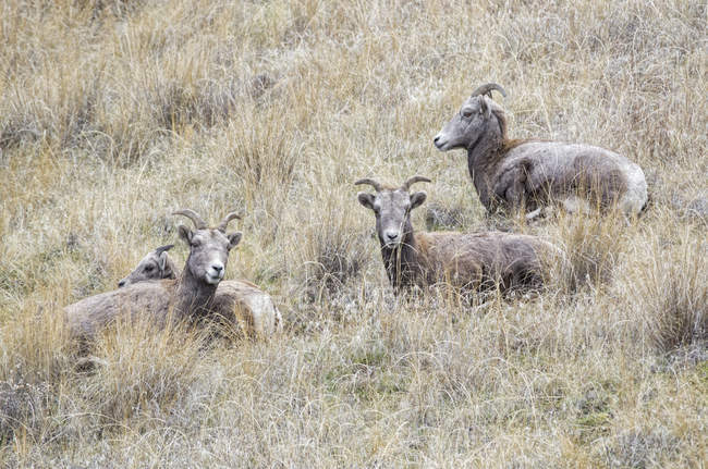 Bighorn sheep resting on grassy hillside. — Stock Photo