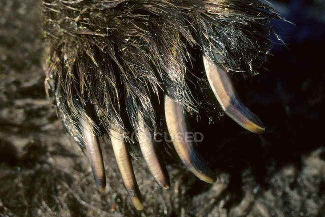 Primo piano di artigli di zampa di orso grizzly . — Foto stock