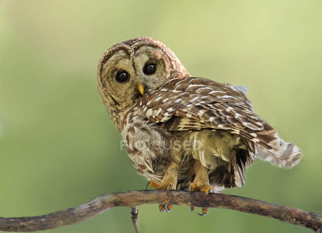 Barred owl perching on tree branch in forest. — Stock Photo