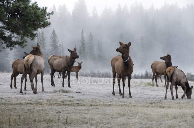 Herd of wapiti in foggy atmosphere and frost covered grass of Jasper National Park, Alberta, Canada — Stock Photo