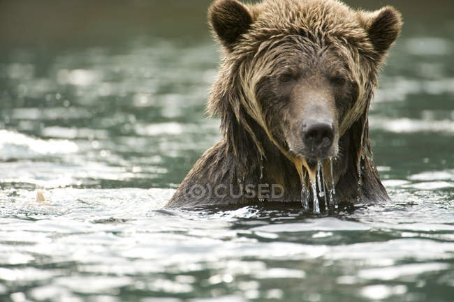 Orso grizzly bagnato nelle acque del fiume Chilko, Columbia Britannica, Canada — Foto stock