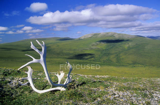 Shed caribou chifres, Montanhas Britânicas, Parque Nacional Vuntut, norte de Yukon, Ártico Canadá — Fotografia de Stock